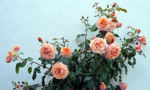 rose plant - shrubs