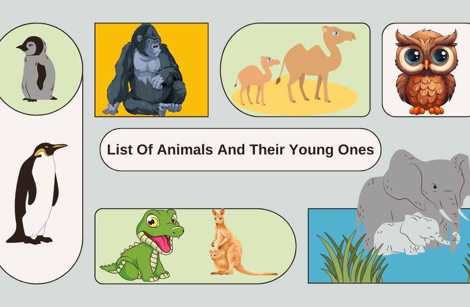 Illustration of various animals and their young ones, including a penguin, gorilla, camel, owl, and elephant.