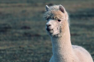 Llama