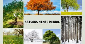 Seasons Names in India - Visual Representation of the Six Indian Seasons with Trees Depicting Different Seasonal Changes