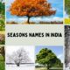 Seasons Names in India - Visual Representation of the Six Indian Seasons with Trees Depicting Different Seasonal Changes