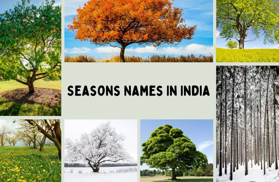 Seasons Names in India - Visual Representation of the Six Indian Seasons with Trees Depicting Different Seasonal Changes